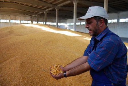 Ceyhan İlçe Tarım Müdürü Demirağ: Çukurova'da Mısır Ve Pamuktan Da Yüksek Verim Aldık
