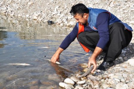 Ceyhan Nehri’ndeki balık ölümleriyle ilgili inceleme başlatıldı