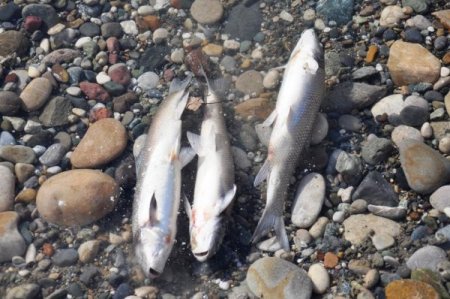 Ceyhan Nehri’ndeki balık ölümleriyle ilgili inceleme başlatıldı