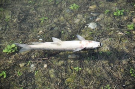 Ceyhan Nehri’ndeki balık ölümleriyle ilgili inceleme başlatıldı