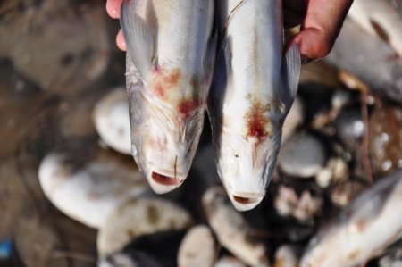 Ceyhan Nehri’ndeki balık ölümleriyle ilgili inceleme başlatıldı