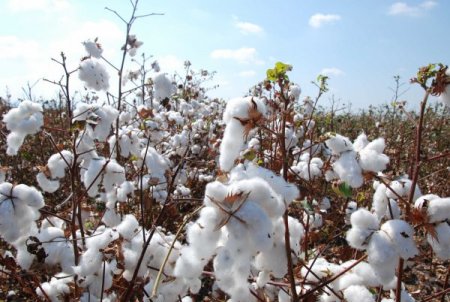 Ceyhan'da Pamuk Üretimi Yüzde 20 Arttı