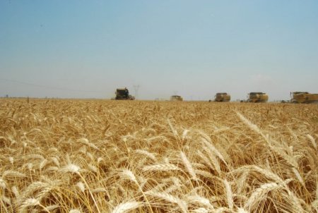 Ceyhan'da Pamuk Üretimi Yüzde 20 Arttı