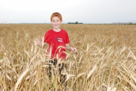 Ceyhan'da Pamuk Üretimi Yüzde 20 Arttı