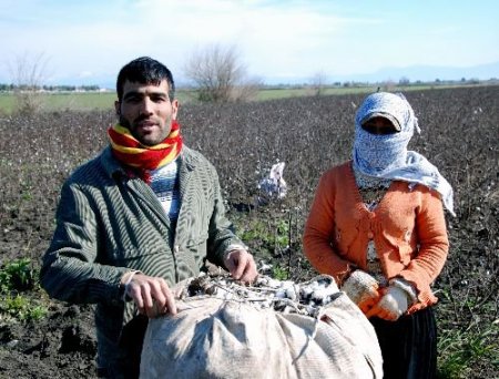 Ceyhan'da Şubat Ayındaki Pamuk Hasadı Şaşırttı
