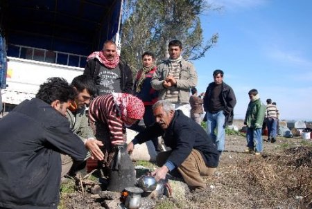 Ceyhan'da Şubat Ayındaki Pamuk Hasadı Şaşırttı