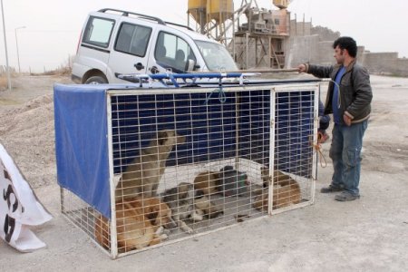 Ceylanpınar'da Belediye Başıboş Köpekleri Kayıt Altına Alıyor
