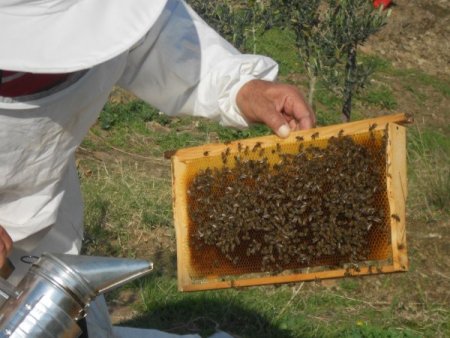 Cezaevinde arı yetiştirmeyi öğreniyorlar