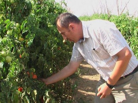 Cezaevinde Sebze Yetiştirip Para Kazanıyorlar