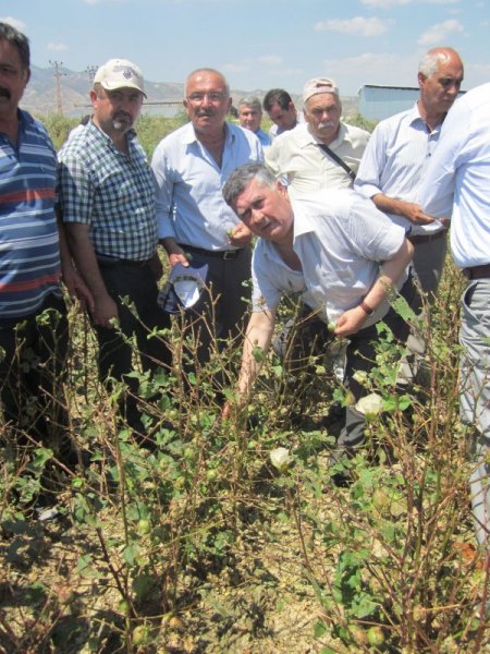 Chp Milletvekili Keskin, Denizli’de Dolu Vuran Tarlaları İnceledi