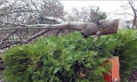 CHP’li belediye işyeri için ağaçları kesti