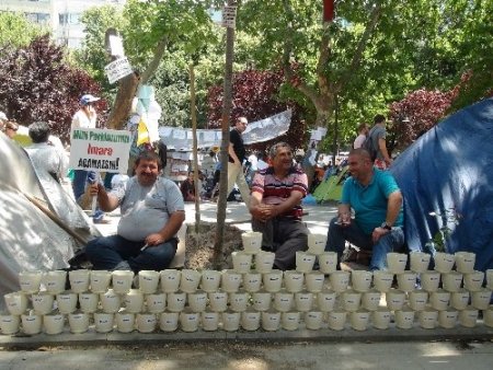 CHP’liler, Gezi Parkı’nda Abdullah Cömert fidanı dikti