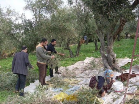CHP’liler oy alamadıkları köylerde zeytin topladı
