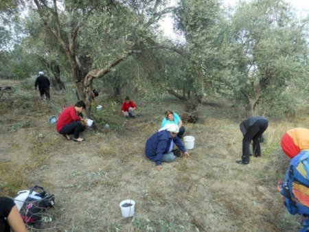 CHP’liler oy alamadıkları köylerde zeytin topladı