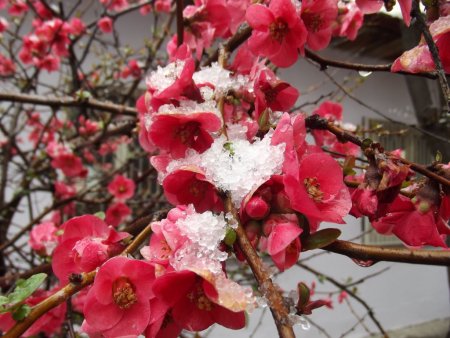 Çiçek açan meyve ağaçları kar altında kaldı