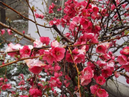 Çiçek açan meyve ağaçları kar altında kaldı
