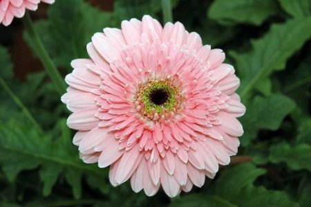 Çiçekçiler Ukrayna'ya Çıkarma Yapıyor, Hedef 7 Milyon Dolar İhracat