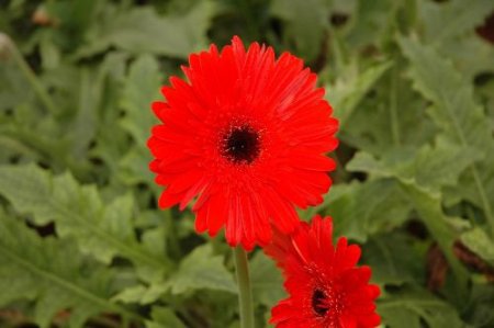 Çiçekçiler Ukrayna'ya Çıkarma Yapıyor, Hedef 7 Milyon Dolar İhracat