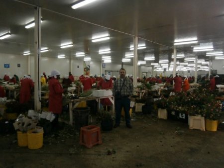 Çiçekler artık Hollanda’dan değil, Kenya’dan geliyor (Özel)