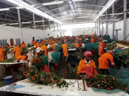 Çiçekler artık Hollanda’dan değil, Kenya’dan geliyor (Özel)