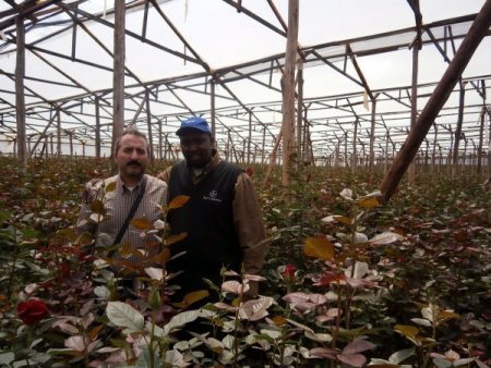 Çiçekler artık Hollanda’dan değil, Kenya’dan geliyor (Özel)