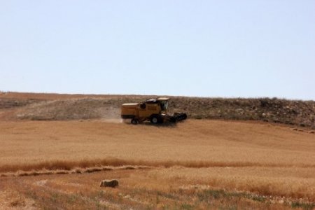 Çiftçi, tane kaybından 5 milyon lira zarar etti