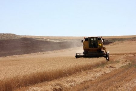 Çiftçi, tane kaybından 5 milyon lira zarar etti