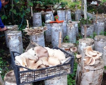 Çiftçiler atalarından kalma ürün yerine teşvikli ürünleri yetiştiriyor