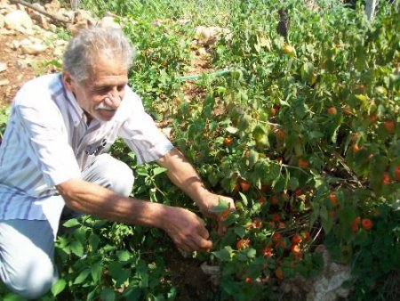 Çiftçiler Başbakan Erdoğan'ın Tavsiyesine Uydu