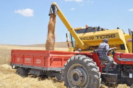 Çiftçiler Buğday Taban Fiyatının Açıklanmasını Bekliyor