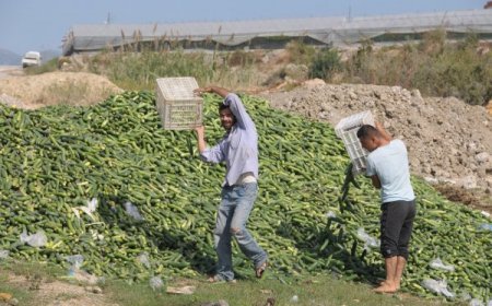 Çiftçiler zarar ettikleri gerekçesiyle tonlarca salatalığı çöpe döktü