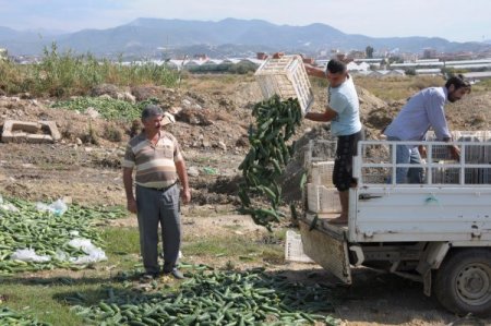 Çiftçiler zarar ettikleri gerekçesiyle tonlarca salatalığı çöpe döktü