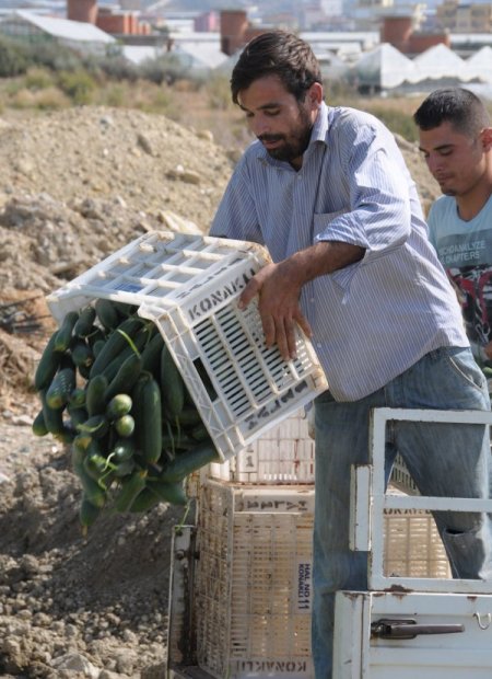 Çiftçiler zarar ettikleri gerekçesiyle tonlarca salatalığı çöpe döktü