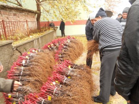 Çiftçilere 16 bin asma fidanı dağıtıldı