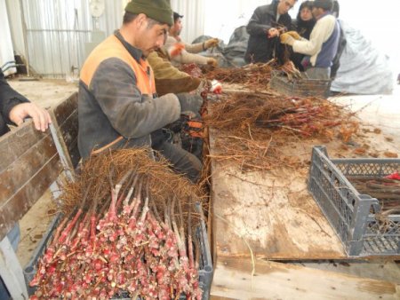 Çiftçilere 16 bin asma fidanı dağıtıldı