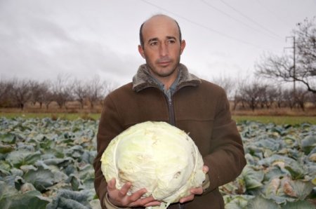 Çiftçinin emeği tarlada kaldı