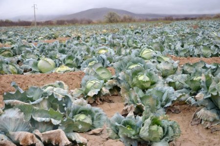Çiftçinin emeği tarlada kaldı