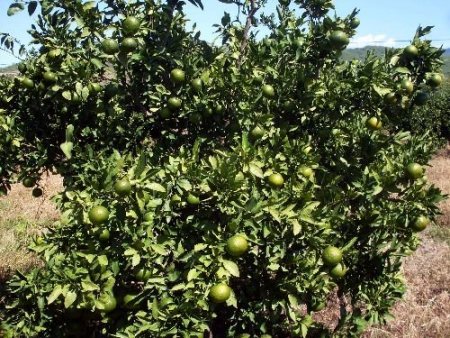 Çiftçinin Yüzünü Okitsu Cinsi Mandalina Güldürdü