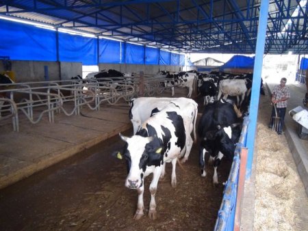 Çiftlik Kurdu, El Değmeden Süt Üretiyor