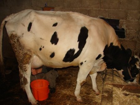 Çiğ Sütte Bakteri Oranının Ab Normlarına Çekilmesi İçin Üretici Eğitilecek