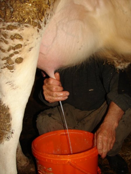 Çiğ Sütte Bakteri Oranının Ab Normlarına Çekilmesi İçin Üretici Eğitilecek