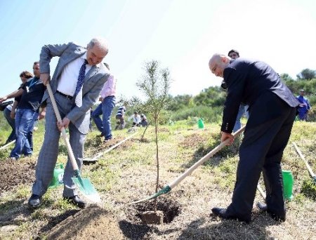 Cihan çalışanları, Başakşehir’de fidan dikti