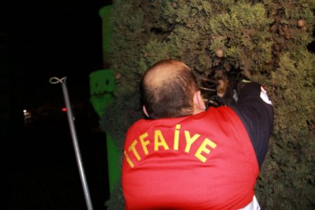 Çıktığı ağaçtan inemeyen yavru kediyi itfaiye kurtardı