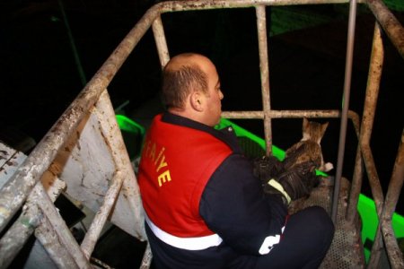 Çıktığı ağaçtan inemeyen yavru kediyi itfaiye kurtardı