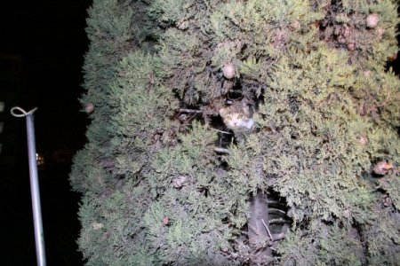 Çıktığı ağaçtan inemeyen yavru kediyi itfaiye kurtardı