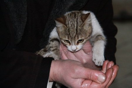 Çıktığı ağaçtan inemeyen yavru kediyi itfaiye kurtardı