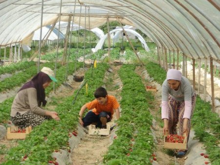 Çilekteki Fosfor Ve Demir Zenginliğini Özel Karışımlı Hayvan Gübreleriyle Muhafaza Ediyor
