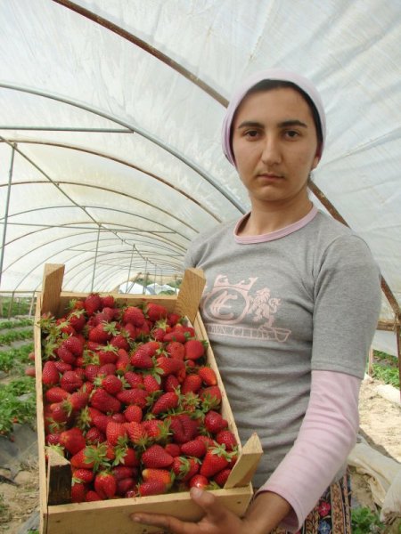 Çilekteki Fosfor Ve Demir Zenginliğini Özel Karışımlı Hayvan Gübreleriyle Muhafaza Ediyor