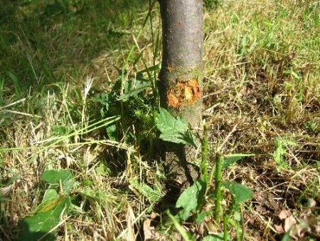 Çim biçme tırpanları ağaçları kurutuyor