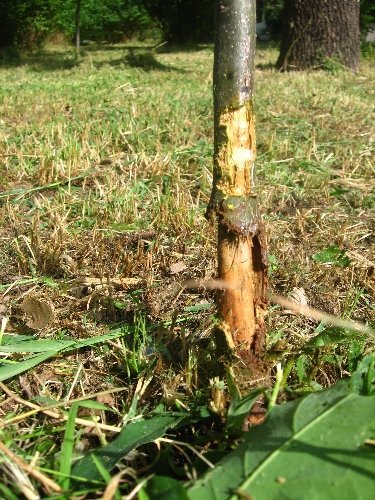 Çim biçme tırpanları ağaçları kurutuyor